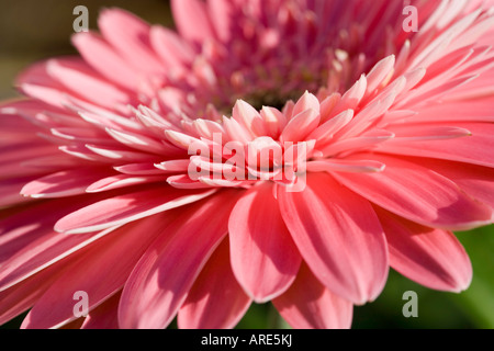 Rosa Gerbera Stockfoto