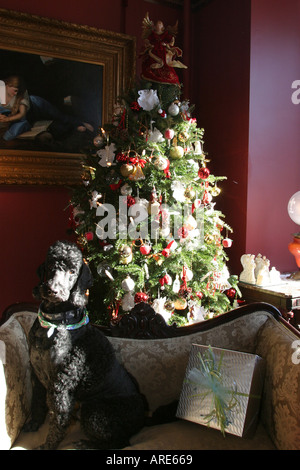 Norfolk Virginia, Freimaurerbezirk, Haustiere, Hunde, Haustiere, Hunde, Tier, Hund, Tier, Tier, man's Best Friend, Weihnachtsbaum Bäume in historischen, Haus, res Stockfoto