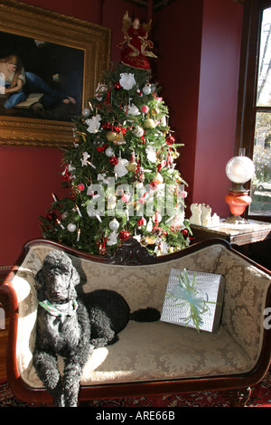 Norfolk Virginia, Freimaurerbezirk, Haustiere, Hunde, Haustiere, Hunde, Tier, Hund, Tier, Tier, man's Best Friend, Weihnachtsbaum Bäume in historischen, Haus, res Stockfoto