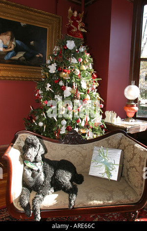 Norfolk Virginia, Freimaurerbezirk, Haustier, Hund, Haustier, Hund, Tier, Hund, Tier, Tier, der beste Freund des Menschen, Weihnachtsbaum in der Altstadt, Haus, Residenz, Haus Haus Hou Stockfoto