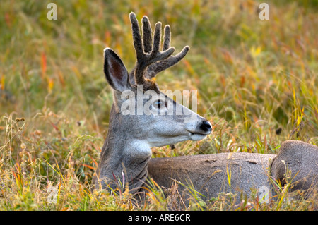 Ein Mule Deer Bock Verlegung in die Tiefe vegetation Stockfoto