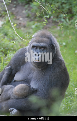 Gorilla-Mutter und junge baby Franklin Park Zoo Boston Massachusetts (MA) Vereinigte Staaten von Amerika (USA) Stockfoto