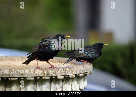 Ein paar von Staren auf eine Vogeltränke... Sturnus vulgaris Stockfoto