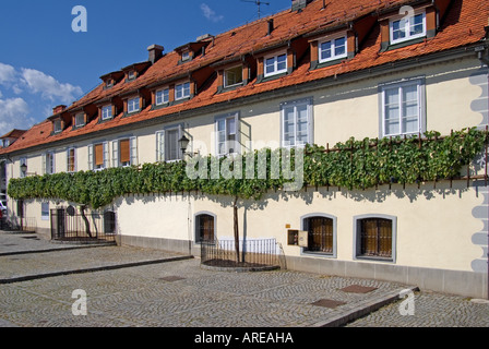 Maribor, Stajerska, Slovenia.Stara Trta, die älteste Weinrebe der Welt Stockfoto