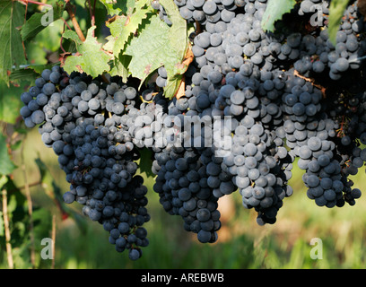 Die Trauben reifen Trauben abholbereit für Weinproduktion in Süd-West Frankreich Stockfoto