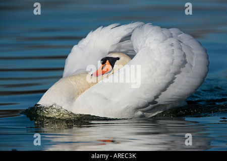 Höckerschwan Cygnus Olor mit Flügeln gewölbt aussehende Warnung Stockfoto