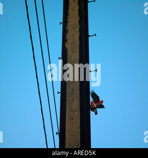 Ein paar australische Rosakakadus spielen auf den Powerlines Stockfoto