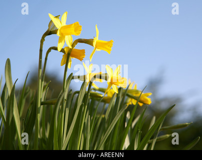 Tete ein Tete Narzissen (Narcissus Tete ein Tete) Stockfoto