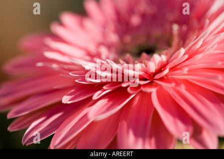 Rosa Gerbera Stockfoto