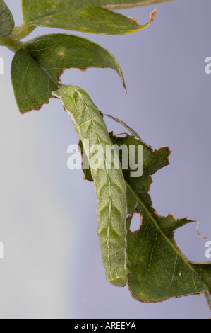 Winkel-Farbtöne Raupe Phlogophora meticulosa Stockfoto