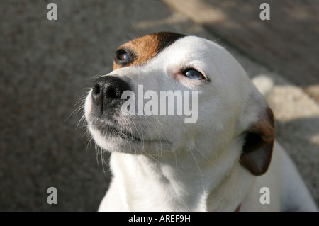 Jack Russell Terrier mit verschiedenen farbigen Augen Stockfoto