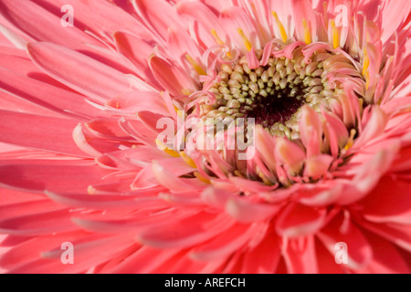 Rosa Gerbera Stockfoto