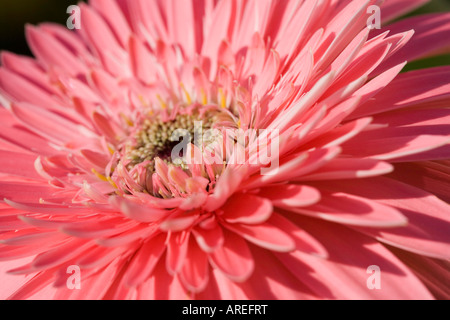 Rosa Gerbera Stockfoto