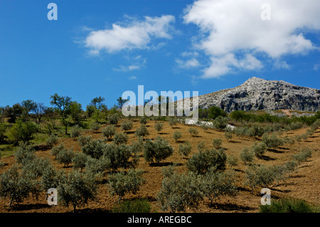 Felder der Olivenbäume zwischen den Dörfern Alora und Antequera in Andalusien, Spanien. Stockfoto