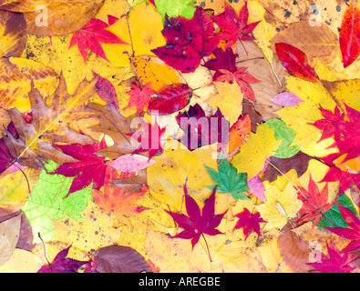 Stillleben mit Autumn leaves Stockfoto