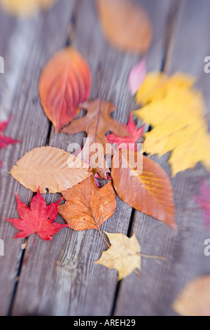 Herbstlaub auf Holzterrasse Stockfoto