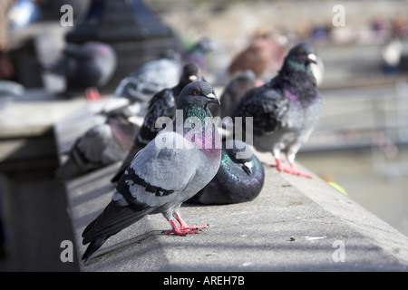 Tauben, Trafalgar Square, London Stockfoto