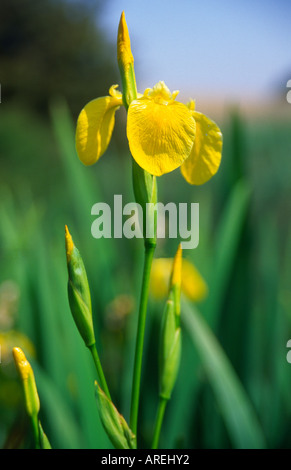 Gelbe Blume Flag Iris wachsen in Entwässerung Graben Butley, Suffolk, England Stockfoto