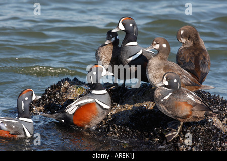 Harlekin Ente Histrionicus Histrionicus männliche und weibliche New Jersey USA Stockfoto