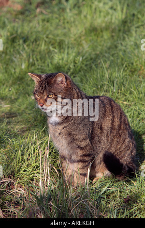 Schottische Wildkatze Felis Sylvestris suchen Warnung British Wildlife centre Stockfoto