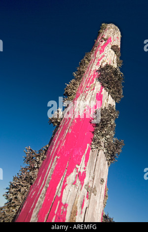 Island-Flechten (Cetraria Islandica) wachsen auf einem rosa Post (Frankreich). Flechten Poussant Sur un Poteau Peint de Rose (Frankreich). Stockfoto