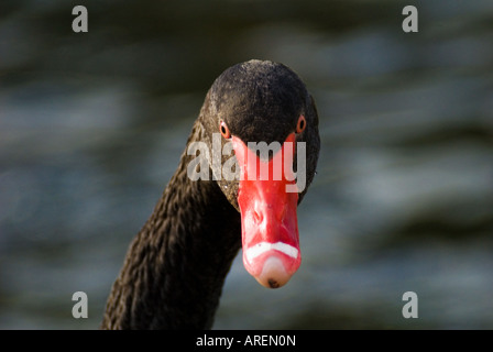 Ein Black Swan Head Portrait Cygnus olor Stockfoto