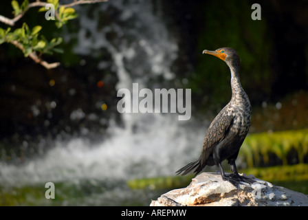 Phalacrocorax Auritus Doppel-crested Kormoran Stockfoto