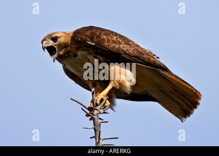 Eine dunkle Morph rot - angebundener Falke thront auf einer Fichte Haken Wasatchkette Utah Stockfoto