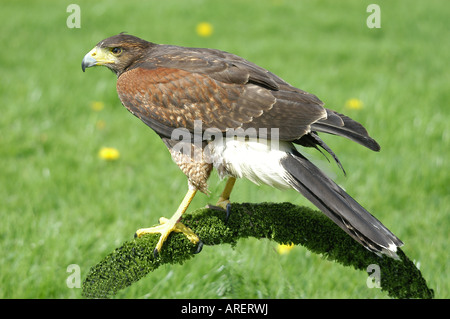 Harris; Hawk "; (Parabuteo Unicinctus); Erfasst Stockfoto