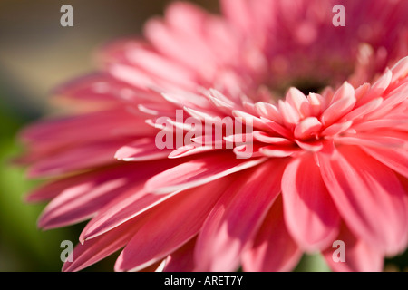 Rosa Gerbera Stockfoto