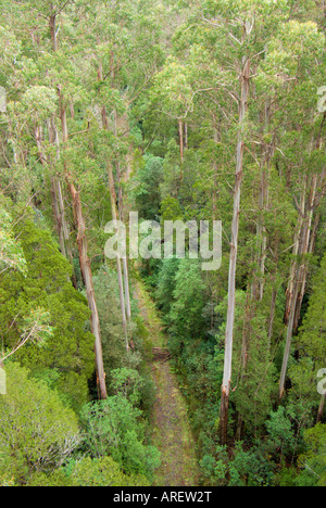 Nachwachsen-Eukalyptus-Wald in den Otway Ranges, Victoria, Australien Stockfoto