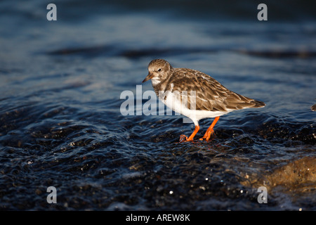 Ruddy Steinwälzer Arenaria Interpres New Jersey USA winter Stockfoto