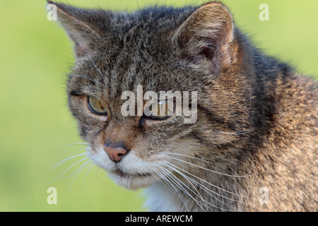 Schottische Wildkatze Felis Silvestris Grampia suchen Warnung Stockfoto