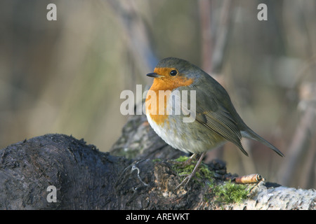 Rotkehlchen Erithacus Rubecula Erwachsenen thront auf einem gefallenen Baumstumpf Stockfoto