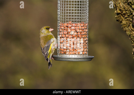 Grünfink Zuchtjahr Chloris auf Garten Erdnuss feeder Stockfoto