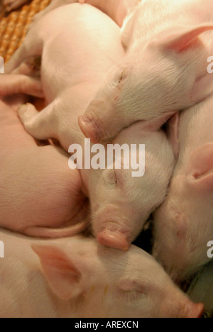 Eine Gruppe von jungen Ferkel schlafend in ihren Stift Stockfoto