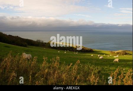 Eine Herde Schafe auf Hügeln in Great Orme-Wales Stockfoto