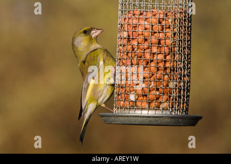 Grünfink Zuchtjahr Chloris auf Garten Erdnuss feeder Stockfoto