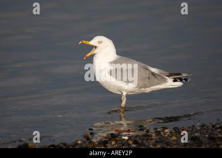 Silbermöwe Larus Argentatus New Jersey USA winter Stockfoto