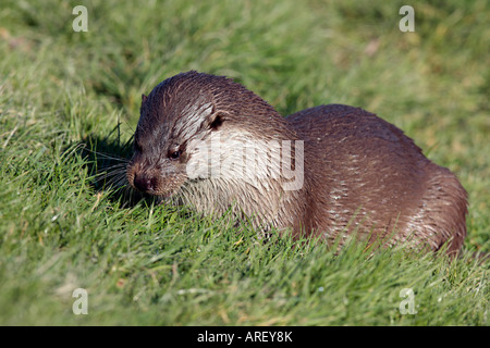 Fischotter Lutra Lutra am Ufer, die Fisch essen Stockfoto