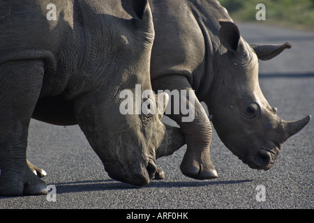 Weißes Nashorn Mutter und Kalb in Hluhluwe. Stockfoto