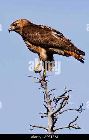Eine dunkle Morph rot - angebundener Falke thront auf einer Fichte Haken Wasatchkette Utah Stockfoto