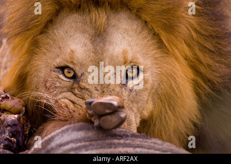 Löwe bei einem Mittagessen blaue Gnus mit Sitz in Mala Mala Busch e-Mail dominierende Krüger-Nationalpark Stockfoto