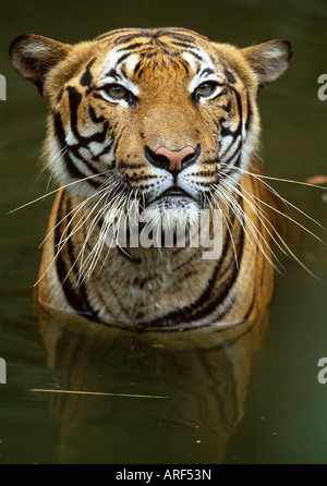 Sumatra-Tiger Panthera Tigris sumatrae Stockfoto