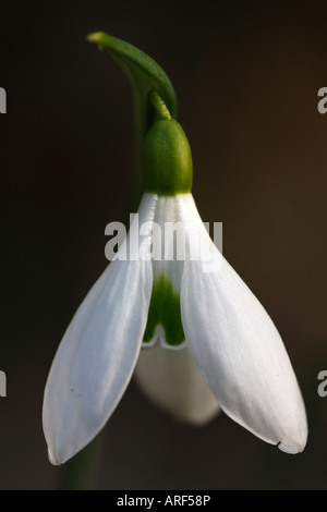 Schneeglöckchen [Galanthus Atkinsii], 'hautnah' Blume Makro zeigt Blütenblatt Detail, England, UK Stockfoto