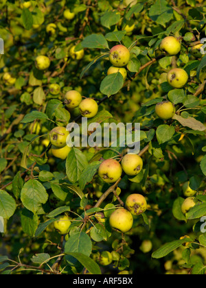 Wilde Holzapfel (Malus sylvestris) Stockfoto