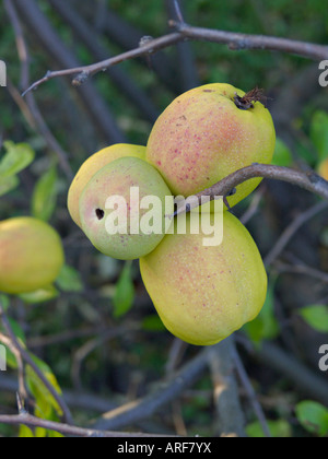 Chinesischer Quitte (chaenomeles Speciosa) Stockfoto