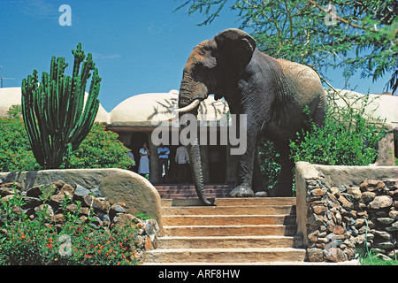 Ein wilder männliche Elefant innerhalb der Erde von der Masai Mara Serena Lodge Masai Mara National Reserve Kenia in Ostafrika Stockfoto