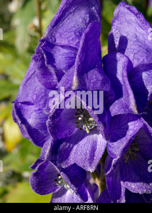 Der carmichael Eisenhut (aconitum carmichaelii 'arendsii' syn. aconitum Arendsii) Stockfoto