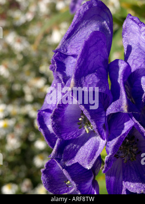 Der carmichael Eisenhut (aconitum carmichaelii 'arendsii' syn. aconitum Arendsii) Stockfoto